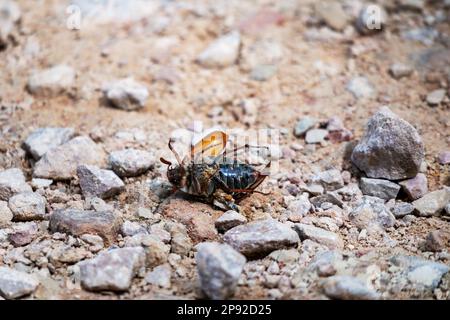 Un insecte mort sur une route de gravier de pierre Banque D'Images