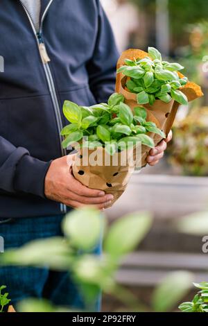 homme client main choisir l'herbe de basilic pour la plantation dans le centre de jardin Banque D'Images