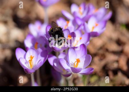Queen bourdon à queue de chameau sur crocus Banque D'Images