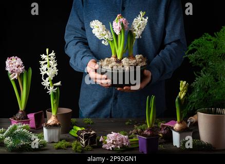 homme jardinier plantant des fleurs d'hiver ou de printemps jacinthe sur fond noir Banque D'Images