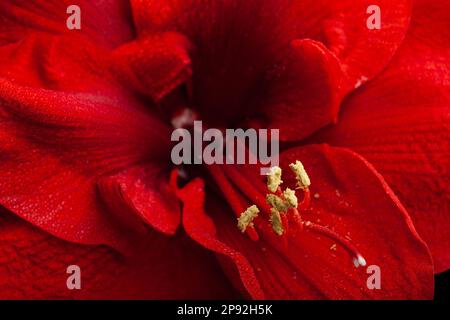 Résumé gros plan nature texture rouge hiver fleur amaryllis Joyeux Noël Banque D'Images