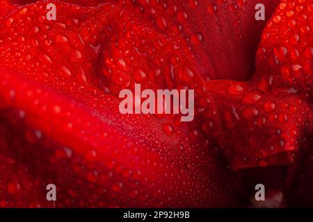 Résumé gros plan nature texture rouge hiver fleur amaryllis Joyeux Noël Banque D'Images