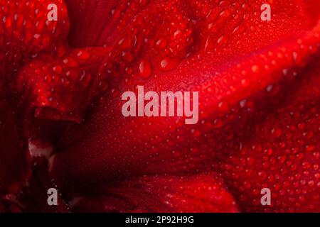 Résumé gros plan nature texture rouge hiver fleur amaryllis Joyeux Noël Banque D'Images