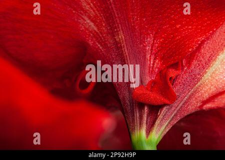Résumé gros plan nature texture rouge hiver fleur amaryllis Joyeux Noël Banque D'Images