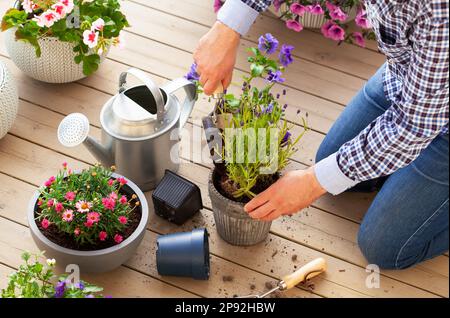 homme jardinier plantant du pansy, fleurs de lavande dans un pot de fleurs dans le jardin sur la terrasse Banque D'Images