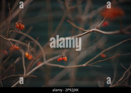 Branches de la brousse de Hawthorn aux baies rouges. Flou artistique Banque D'Images
