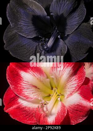 Rouge coloré Hippeastrum à la base de l'étamine les nectaires ne montrent pas, vu sous la lumière UV montrent plus sombre comme guide des insectes pour la pollinisation Banque D'Images