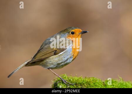 Robin eurasien, erithacus Rubecula, perchée sur une branche d'arbre couverte de mousse, hiver, vue latérale, regardant à droite Banque D'Images