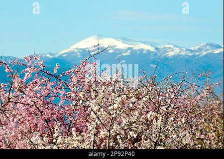 Fleurs roses sur l'arbre en face de la montagne enneigée de Galicica en Macédoine. Banque D'Images