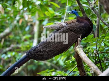 Un grand Argus mâle (Argusianus argus) perché sur une branche dans une forêt tropicale. Thaïlande. Banque D'Images