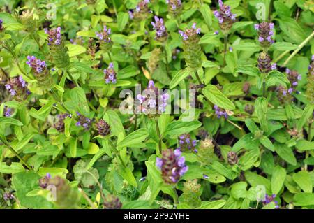 Prunella vulgaris pousse à l'état sauvage parmi les graminées en été Banque D'Images