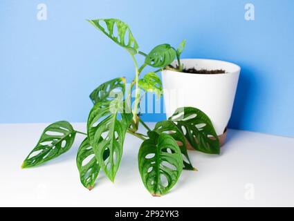 Monstera Monkey Mask ou les feuilles d'obliqua ou d'Adansonii. Plantes à la maison en pot blanc. Concept minimaliste et de style scandi, jungle urbaine et jardin. Blanc Banque D'Images