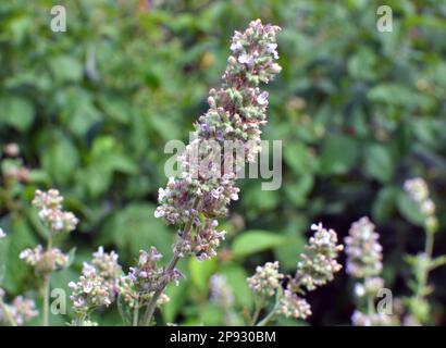 Fleurs de baume médicinal de citron (Melissa officinalis) Banque D'Images