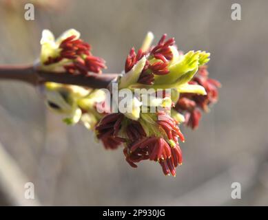 Au printemps, l'érable à frêne (Acer negundo) fleurit dans la nature Banque D'Images