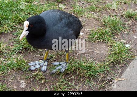 gros plan d'un coq un oiseau aquatique de la famille ferroviaire avec un plumage noirâtre et des pieds lobés Banque D'Images