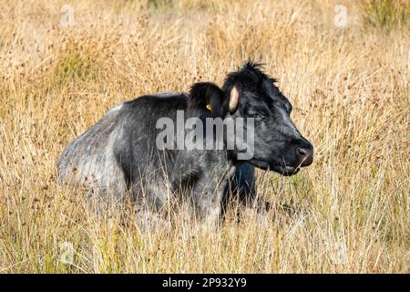 portrait d'une vache noire et grise avec cornes Banque D'Images