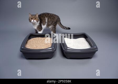 chat tabby debout derrière deux boîtes à litière pour chat avec de l'argile et de la litière organique pour chat. image conceptuelle pour la comparaison côte à côte des déchets dégradables et non dégradables. Banque D'Images