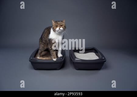 deux bacs à litière pour chats avec argile et litière pour chats bio. image conceptuelle pour la comparaison côte à côte des déchets dégradables et non dégradables. chat utilisant la toilette Banque D'Images