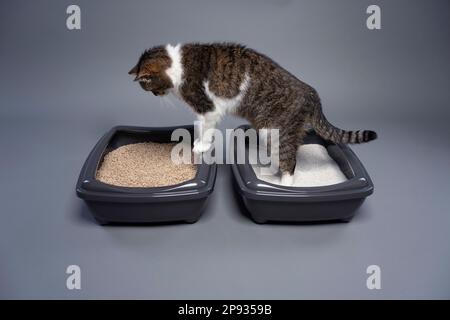 deux bacs à litière pour chats avec argile et litière pour chats bio. cat passant de l'un à l'autre. image conceptuelle pour la comparaison côte à côte des déchets dégradables et non dégradables. Banque D'Images