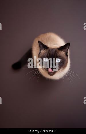 vue en grand angle de la bouche léchant chat siamois assis sur fond marron regardant vers le haut de l'appareil photo avec l'espace de copie sur le dessus et le fond Banque D'Images
