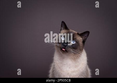 joli chat siamois qui colle la petite langue. portrait sur fond marron avec espace de copie Banque D'Images