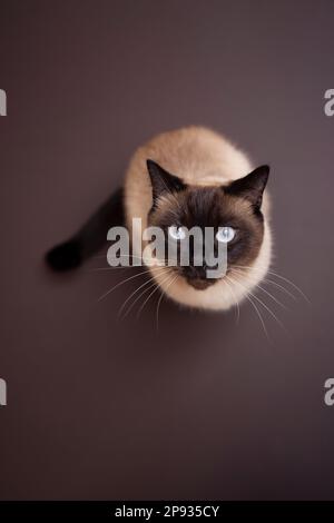 vue en grand angle d'un chat siamois assis sur un arrière-plan marron, en regardant vers le haut de l'appareil photo avec un espace de copie en haut et en bas Banque D'Images