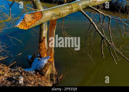 Arbre coupé par un castor à côté d'une rivière Banque D'Images