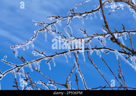 Glace (pluie verglaçante) sur l'arbre de Ragleth Hill, Church Stretton, Shropshire Banque D'Images