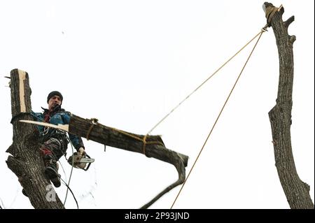 Ivano-Frankivsk, Ukraine, 15 décembre 2022 : un arboriste mâle coupe un arbre dans une zone rurale, gros plan contre le ciel, scie à main de la société Shtil. Banque D'Images