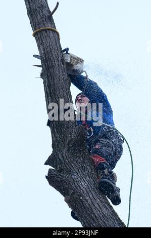 Ivano-Frankivsk, Ukraine, 15 décembre 2022 : un arboriste mâle coupe un arbre dans une zone rurale, gros plan contre le ciel, scie à main de la société Shtil. Banque D'Images