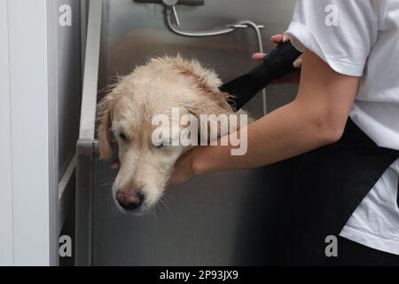 L'aine professionnelle sèche la fourrure du chien mignon après avoir lavé dans le salon de beauté pour animaux de compagnie Banque D'Images