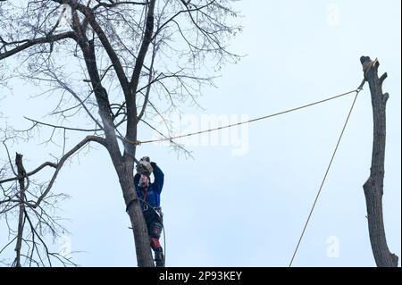 Ivano-Frankivsk, Ukraine 15 décembre 2022: Un arboriste tond un arbre, un arbre haut et dangereux, tailler un arbre par temps nuageux. Banque D'Images