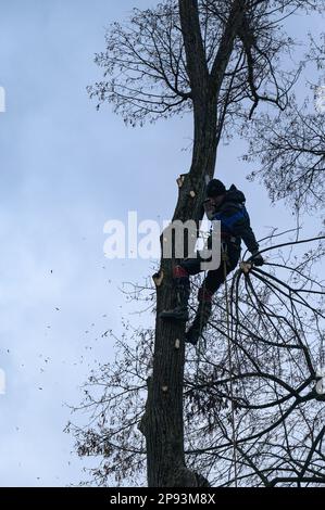 Ivano-Frankivsk, Ukraine 15 décembre 2022: Un arboriste tond un arbre, un arbre haut et dangereux, tailler un arbre par temps nuageux. Banque D'Images