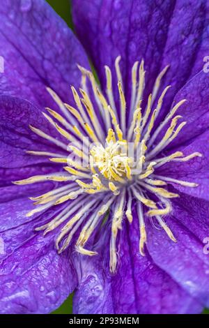 Clematis 'Justa', fleur pourpre, gros plan Banque D'Images