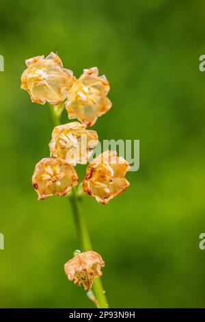 Lily de la vallée (Convallaria majalis) fleurs, flétrissent, gros plan Banque D'Images