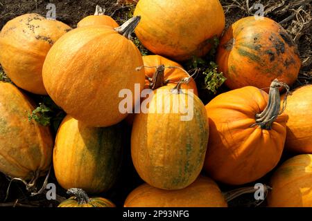 Pile de citrouilles d'orange mûres sur le sol dans le champ, à plat Banque D'Images