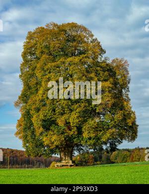 Le tilleul de la paix près de Kohlstetten, monument naturel, Bade-Wurtemberg, Allemagne Banque D'Images