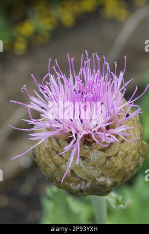 Scolytes polliniques sur Stemmacantha centauroides syn. Centaurea 'Pulchra Major' Banque D'Images