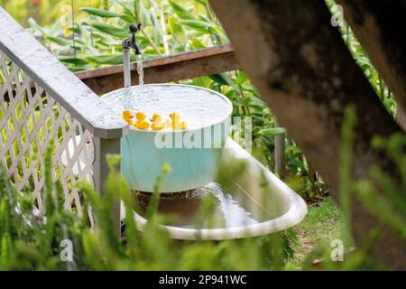 Grincements de canards dans une baignoire de jardin, Maui, Hawaii, Etats-Unis, Polynésie, Océanie Banque D'Images