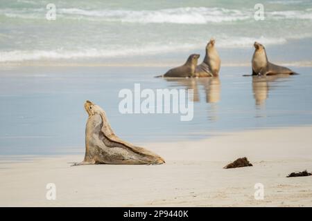 Lions de mer australiens se détendant sur la plage, Neophoca cinerea, Seal Bay conservation Park, Kangaroo Island, Australie méridionale, Australie Banque D'Images