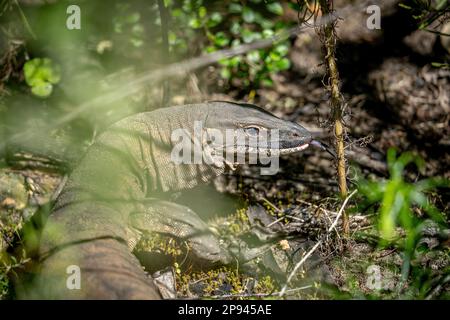 Moniteur de Rosenberg, Varanus rosenbergi, Kangaroo Island, Australie méridionale, Australie Banque D'Images