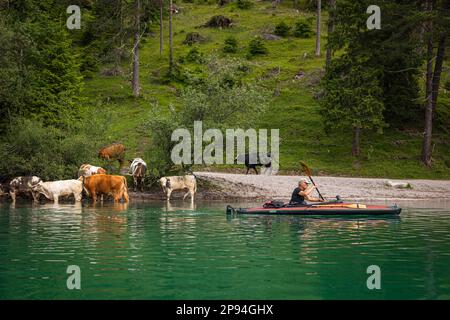 Le kayak de mer (60 ans) passe des vaches sur la rive de Heiterwanger See. Banque D'Images