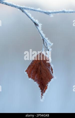 Scène d'hiver, feuille de bouleau givrée sur branche givrée, Finlande Banque D'Images