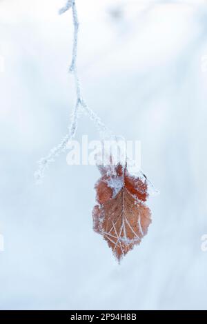 Scène d'hiver, feuille de bouleau givrée sur branche givrée, Finlande Banque D'Images