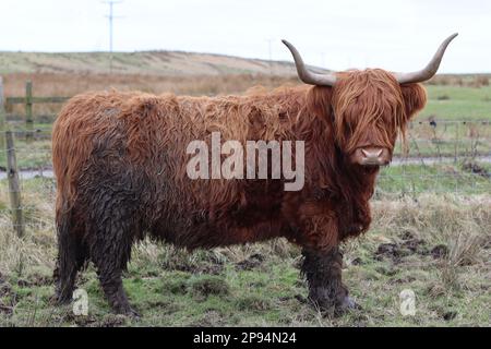 Vache brune des hautes terres avec d'énormes cornes debout dans un champ Banque D'Images