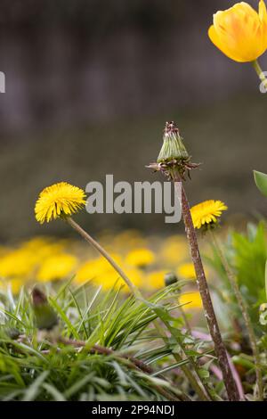 Fleurs de pissenlit fermées et ouvertes dans un pré en Allemagne Banque D'Images