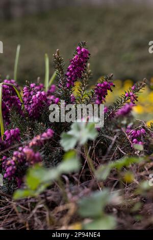 Chiné de printemps à fleur violette en Allemagne Banque D'Images