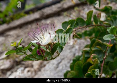 Arbuste à cape véritable, (Capparis spinosa), Limone sul Garda, Lac de Garde, province de Brescia, Lombardie, Italie, Europe Banque D'Images