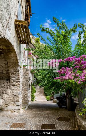 Bouvenvillea, Limone sul Garda, Lac de Garde, province de Brescia, Lombardie, Italie, Europe Banque D'Images