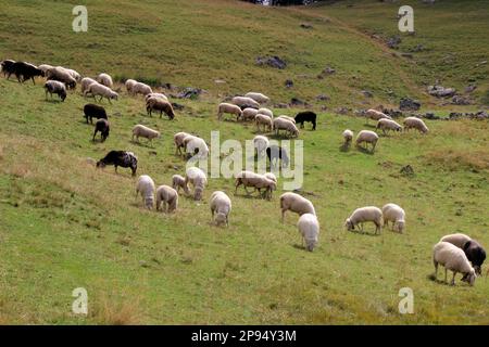 Troupeau de moutons sur Rehberg dans les montagnes Karwendel, Allemagne, Bavière, Werdenfels, Mittenwald Banque D'Images